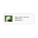 Search for samoyed return address labels White
