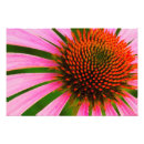 Search for coneflowers art Purple