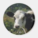 Search for holstein magnets Farm