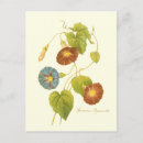 Search for glories postcards Vintage
