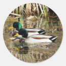 Search for duck hunter stickers Bird