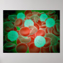 Search for immune posters Medicine