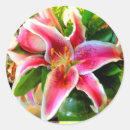 Search for stargazer lily stickers Tropical