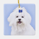 Search for maltese christmas tree decorations Cute