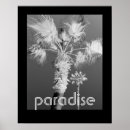 Search for black and white tropical posters Palm tree