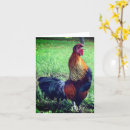Search for farm animals note cards Chicken