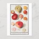 Search for vintage mushrooms postcards Illustration