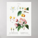 Search for crabapple posters Botanical