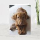 Search for vizsla cards Puppy