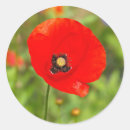 Search for poppy flower stickers Red