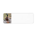 Search for mallard duck return address labels Duckling