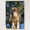 Search for birds of prey puzzles Birding