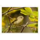 Search for ruby crowned kinglets Animal