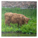 Search for cow tiles Scotland