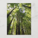 Search for timber tree Trunk