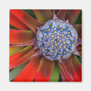 Search for conservatory magnets Flora