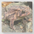 Search for toad coasters Cute