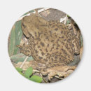 Search for toads magnets Nature