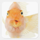 Search for fragility stickers Animal