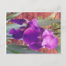 Search for purple iris postcards Garden