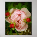 Search for rose flower fairy posters Floral