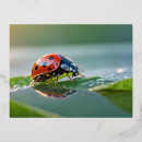 Search for optimistic postcards Nature