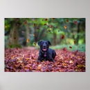 Search for labrador posters Pet
