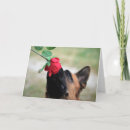 Search for dog rose cards Animals