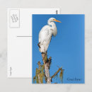 Search for alba postcards Animal