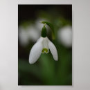 Search for snowdrop art Nature