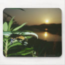 Search for fronts mousepads Scene