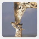 Search for mara stickers Safari