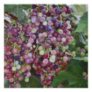 Search for wine grape posters Sommelier