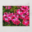 Search for geraniums postcards Flowers