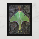 Search for moths postcards Animals