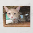 Search for shelter pets postcards Tabby