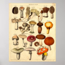 Search for vintage mushroom art posters Antique