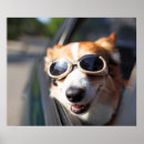Search for corgi posters Cute
