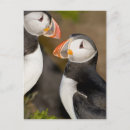 Search for ralph postcards Wildlife