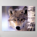 Search for wolf pictures posters Wolfs