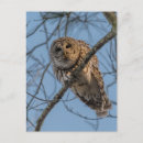 Search for stare cards Owl