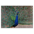 Search for torquoise Peacock