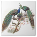 Search for vintage peacock tiles Animals