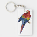 Search for edward lear Macaw