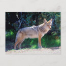 Search for latrans postcards Dog