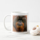Search for borneo kitchen dining Pongo pygmaeus