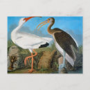 Search for audubon postcards Birds of america