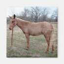 Search for mules magnets Stubborn