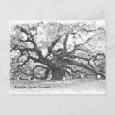 Search for angel oak tree Carolina