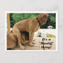 Search for mastiff postcards Funny